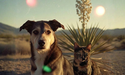 Ingredientes funcionales naturales: la Yuca Schidigera y sus beneficios en perros y gatos