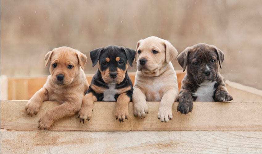 El cachorro y las alergias alimentarias