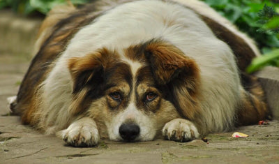 Verdades en la nutrición del perro: controlar el peso de tu perro o gato es fácil