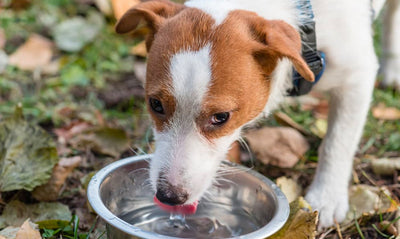 Nutrición para el perro con problemas renales ¿Por qué los riñones son tan importantes?